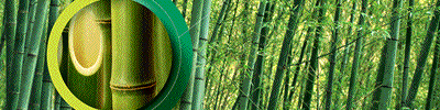 Bamboo Fiber and Bamboo Yarn and Bamboo Fabric Supplier